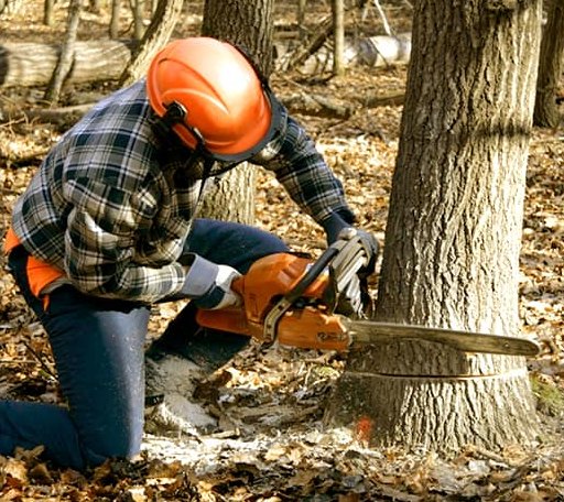 Tree Removal in Slade, KY
